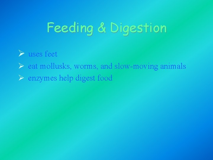 Feeding & Digestion Ø uses feet Ø eat mollusks, worms, and slow-moving animals Ø Feeding & Digestion Ø uses feet Ø eat mollusks, worms, and slow-moving animals Ø