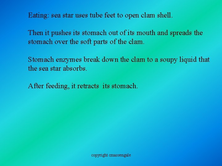 Eating: sea star uses tube feet to open clam shell. Then it pushes its Eating: sea star uses tube feet to open clam shell. Then it pushes its
