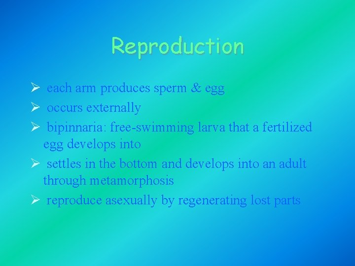 Reproduction Ø each arm produces sperm & egg Ø occurs externally Ø bipinnaria: free-swimming Reproduction Ø each arm produces sperm & egg Ø occurs externally Ø bipinnaria: free-swimming