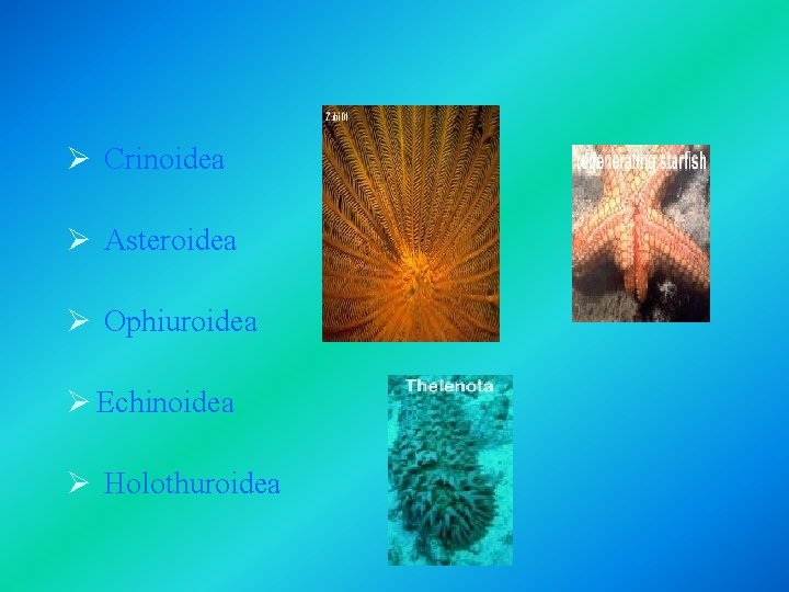 Ø Crinoidea Ø Asteroidea Ø Ophiuroidea Ø Echinoidea Ø Holothuroidea Ø Crinoidea Ø Asteroidea Ø Ophiuroidea Ø Echinoidea Ø Holothuroidea