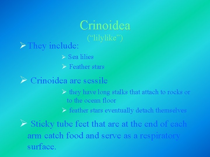 Crinoidea Ø They include: (“lilylike”) Ø Sea lilies Ø Feather stars Ø Crinoidea are Crinoidea Ø They include: (“lilylike”) Ø Sea lilies Ø Feather stars Ø Crinoidea are