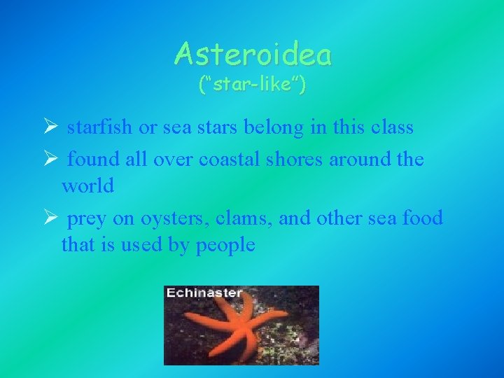 Asteroidea (“star-like”) Ø starfish or sea stars belong in this class Ø found all Asteroidea (“star-like”) Ø starfish or sea stars belong in this class Ø found all