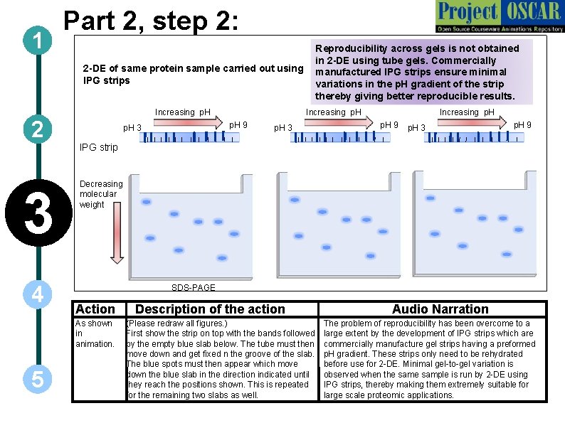 1 Part 2, step 2: 2 -DE of same protein sample carried out using