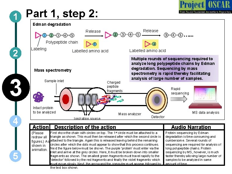 1 Part 1, step 2: Edman degradation Release …. . . Polypeptide chain 2