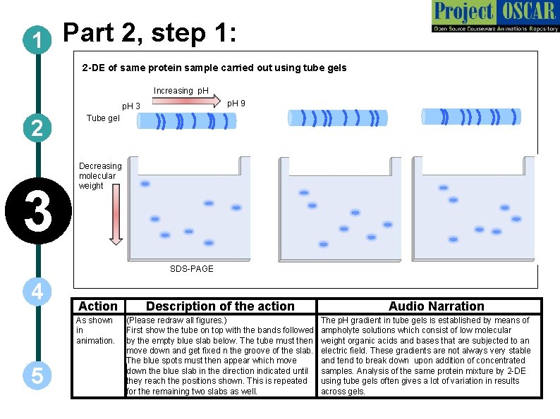 1 Part 2, step 1: 2 -DE of same protein sample carried out using