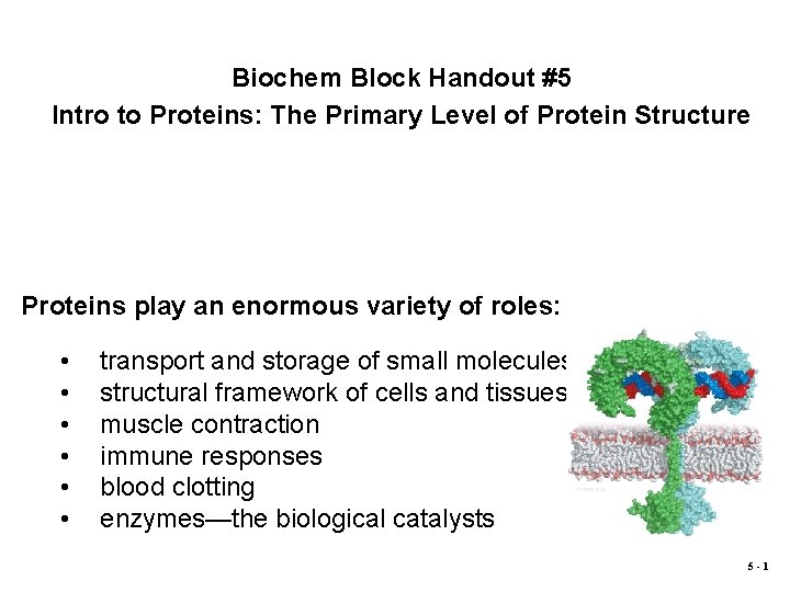 Biochem Block Handout #5 Intro to Proteins: The Primary Level of Protein Structure Proteins