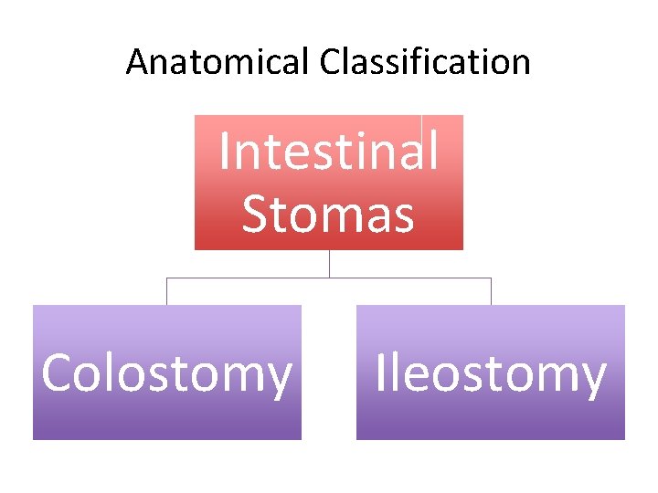 Anatomical Classification Intestinal Stomas Colostomy Ileostomy 