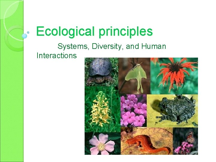 Ecological principles Systems, Diversity, and Human Interactions 