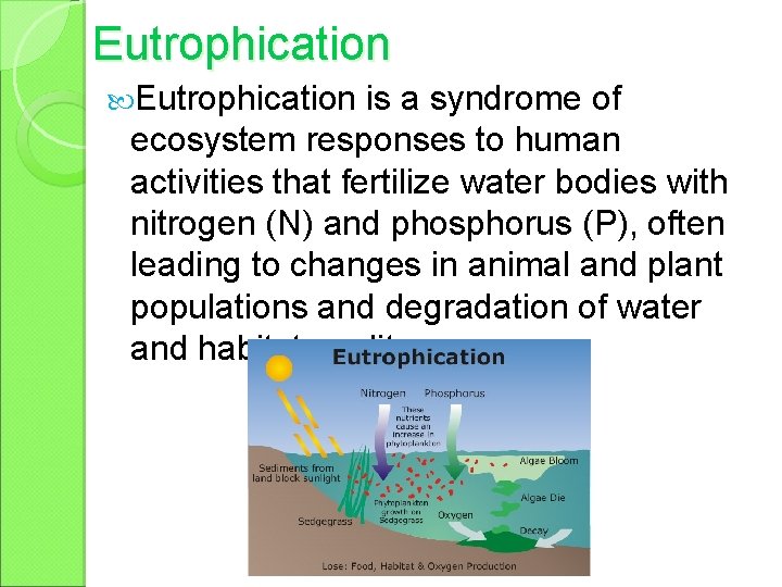 Eutrophication is a syndrome of ecosystem responses to human activities that fertilize water bodies