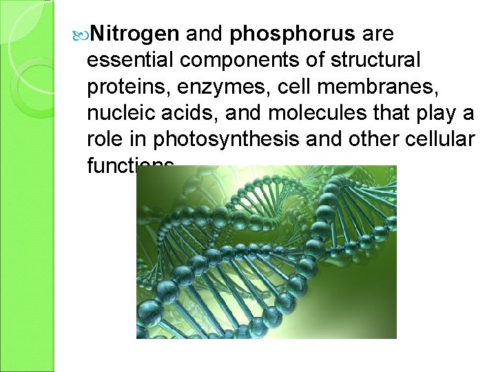  Nitrogen and phosphorus are essential components of structural proteins, enzymes, cell membranes, nucleic