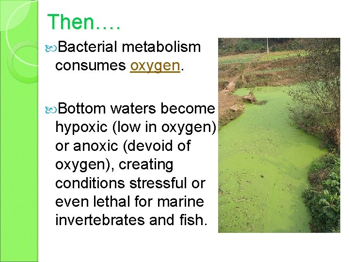 Then…. Bacterial metabolism consumes oxygen. Bottom waters become hypoxic (low in oxygen) or anoxic