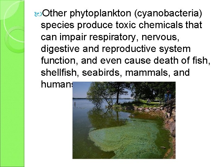  Other phytoplankton (cyanobacteria) species produce toxic chemicals that can impair respiratory, nervous, digestive