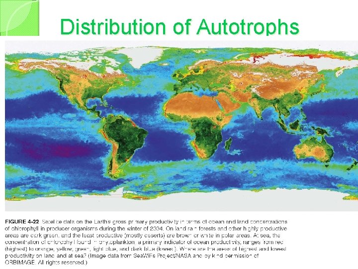 Distribution of Autotrophs 