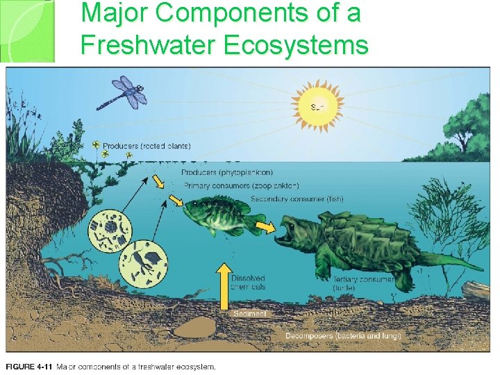 Major Components of a Freshwater Ecosystems 