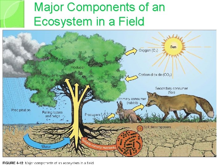 Major Components of an Ecosystem in a Field 