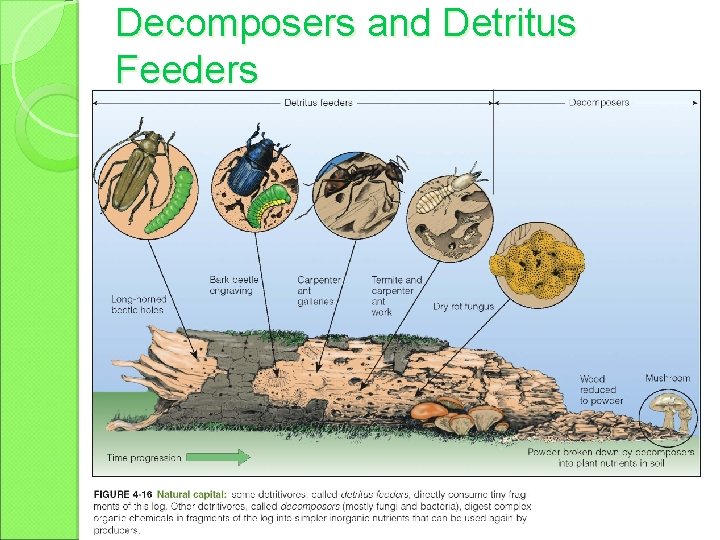 Decomposers and Detritus Feeders 