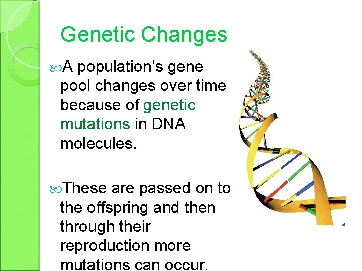 Genetic Changes A population’s gene pool changes over time because of genetic mutations in