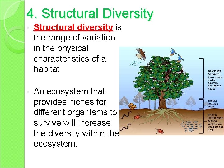 4. Structural Diversity • Structural diversity is the range of variation in the physical