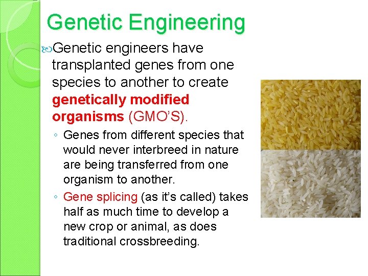 Genetic Engineering Genetic engineers have transplanted genes from one species to another to create