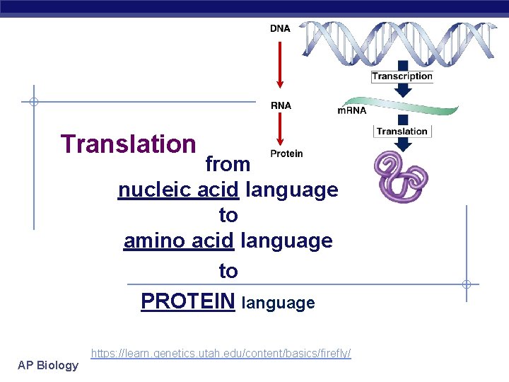 Translation from nucleic acid language to amino acid language to PROTEIN language AP Biology