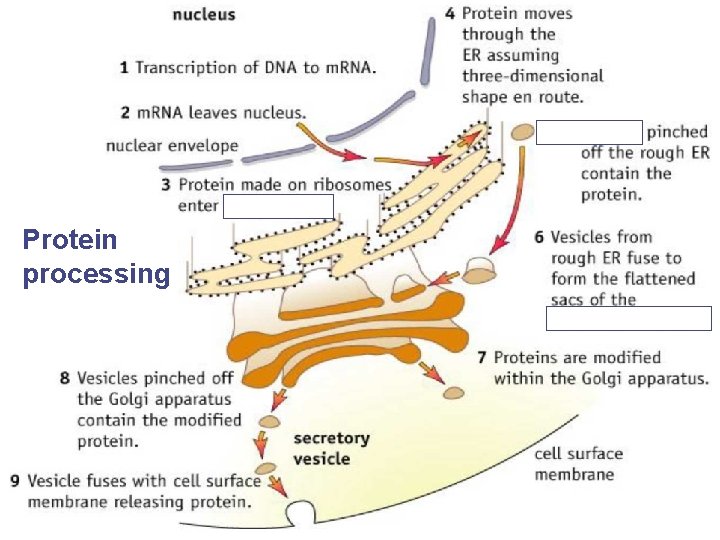 Protein processing AP Biology 
