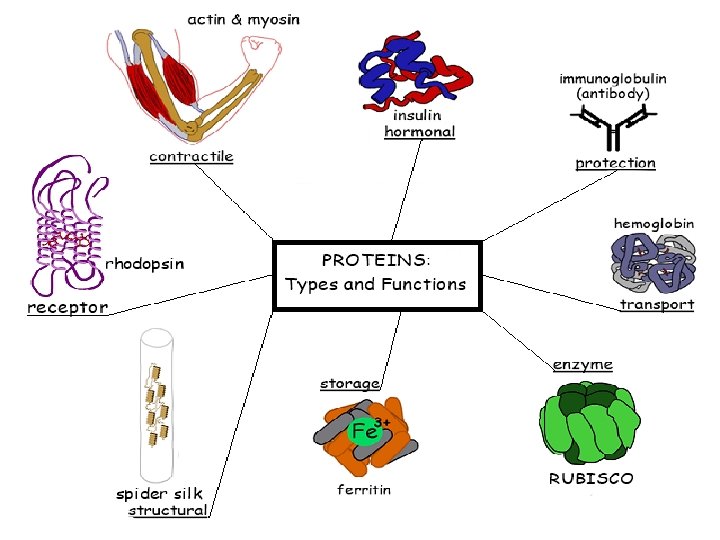 AP Biology 