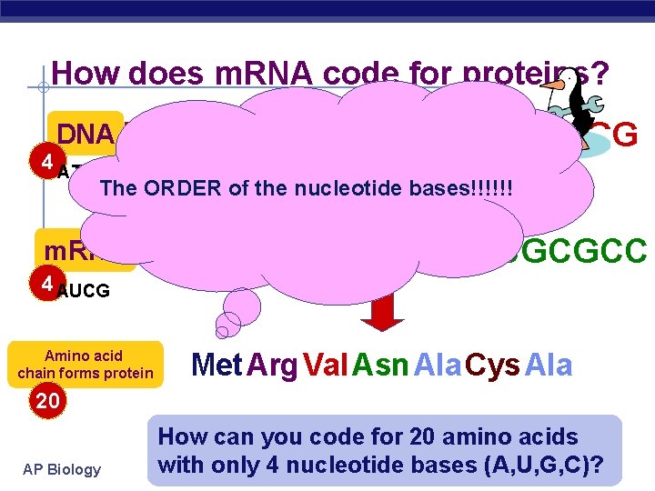How does m. RNA code for proteins? DNA TACGCACATTTACGCGG 4 ATCG The ORDER of