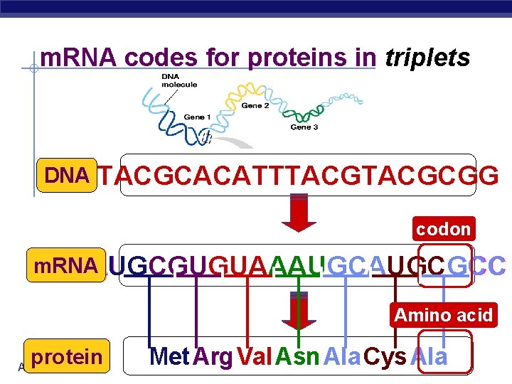 m. RNA codes for proteins in triplets DNA TACGCACATTTACGCGG codon m. RNA AUGCGUGUAAAUGCGCC ?