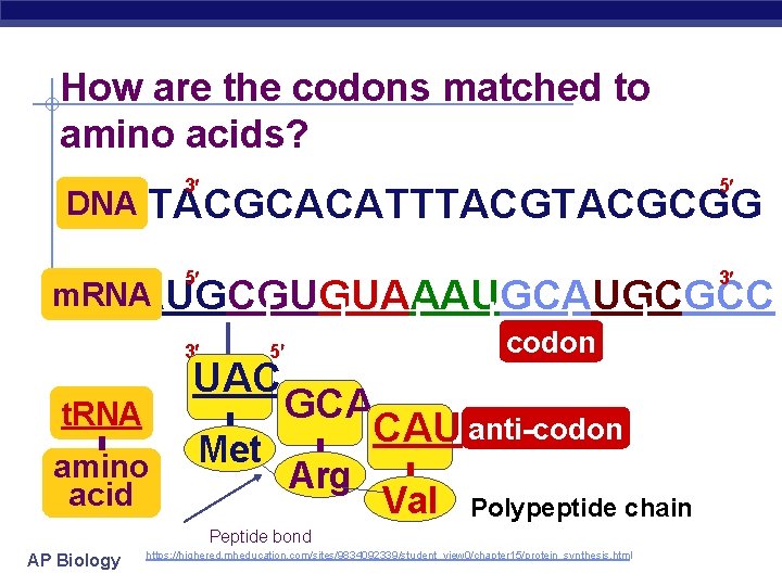 How are the codons matched to amino acids? DNA 3 5 5 3 TACGCACATTTACGCGG