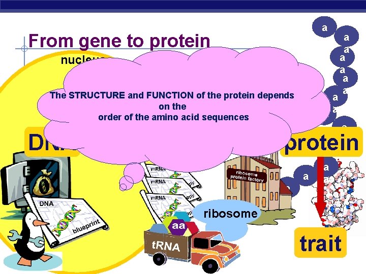 a a From gene to protein nucleus cytoplasm The STRUCTURE and FUNCTION of the