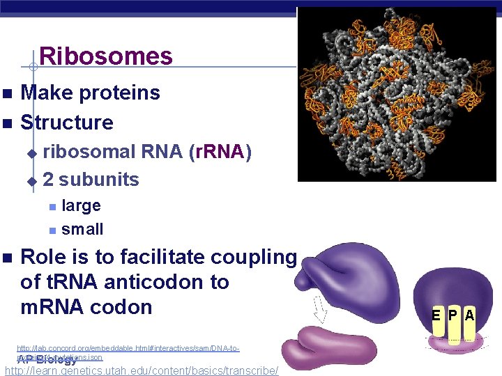 Ribosomes n n Make proteins Structure ribosomal RNA (r. RNA) u 2 subunits u