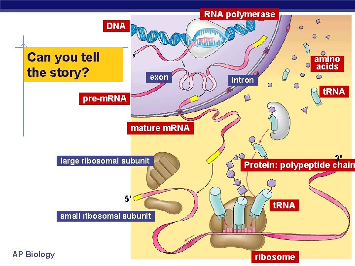 RNA polymerase DNA Can you tell the story? amino acids exon intron t. RNA