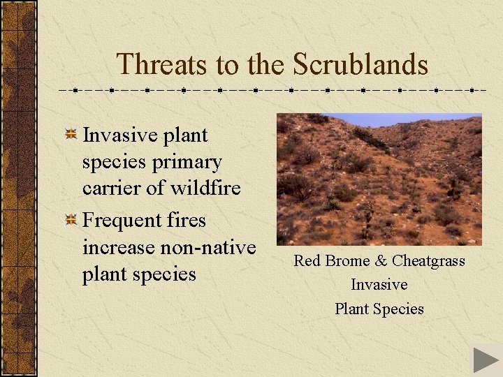 Threats to the Scrublands Invasive plant species primary carrier of wildfire Frequent fires increase