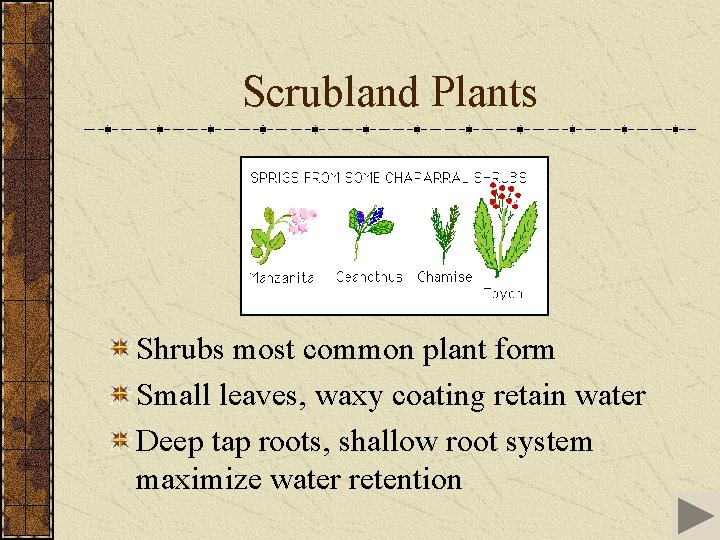 Scrubland Plants Shrubs most common plant form Small leaves, waxy coating retain water Deep