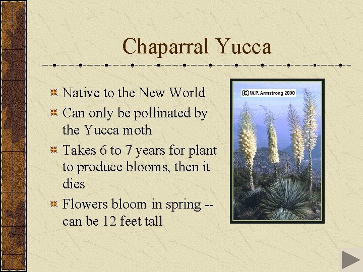 Chaparral Yucca Native to the New World Can only be pollinated by the Yucca