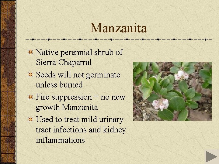 Manzanita Native perennial shrub of Sierra Chaparral Seeds will not germinate unless burned Fire