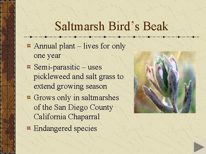 Saltmarsh Bird’s Beak Annual plant – lives for only one year Semi-parasitic – uses