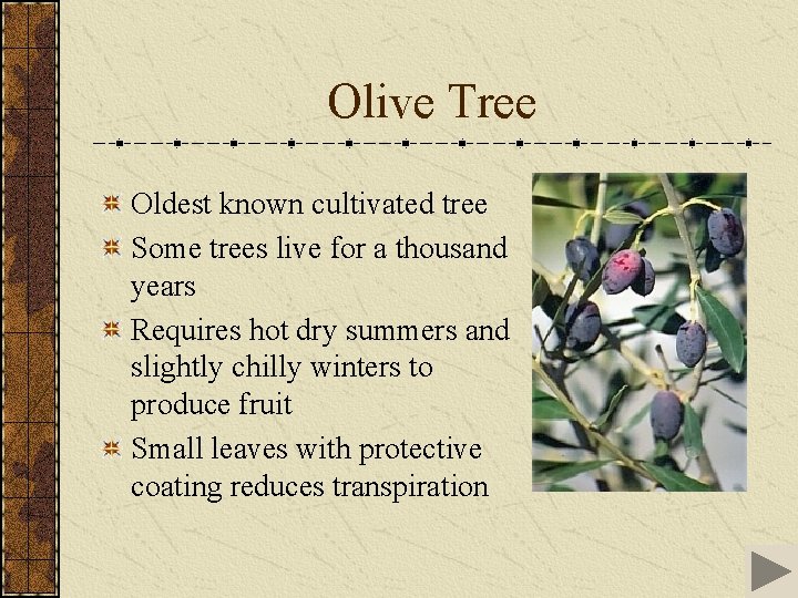 Olive Tree Oldest known cultivated tree Some trees live for a thousand years Requires