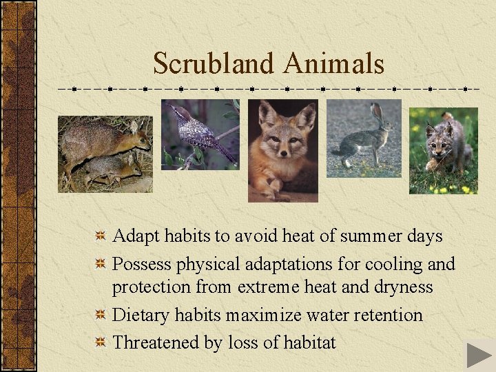 Scrubland Animals Adapt habits to avoid heat of summer days Possess physical adaptations for