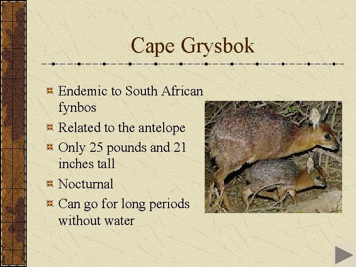 Cape Grysbok Endemic to South African fynbos Related to the antelope Only 25 pounds