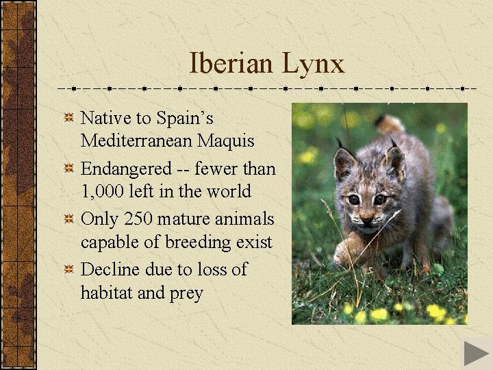 Iberian Lynx Native to Spain’s Mediterranean Maquis Endangered -- fewer than 1, 000 left