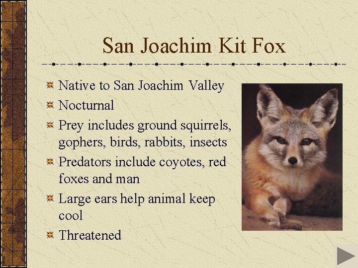 San Joachim Kit Fox Native to San Joachim Valley Nocturnal Prey includes ground squirrels,