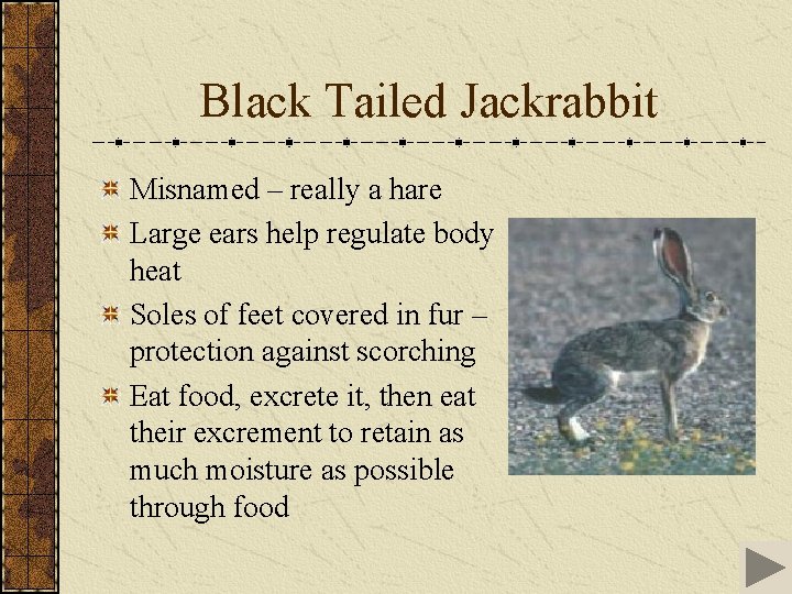 Black Tailed Jackrabbit Misnamed – really a hare Large ears help regulate body heat