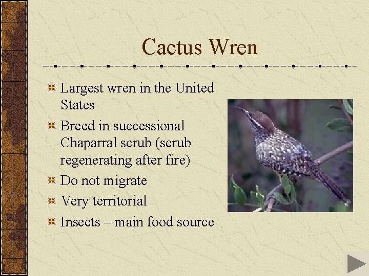 Cactus Wren Largest wren in the United States Breed in successional Chaparral scrub (scrub