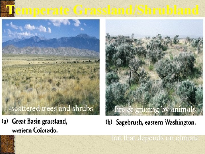 Temperate Grassland/Shrubland -scattered trees and shrubs -trees are short statured -fire & grazing by