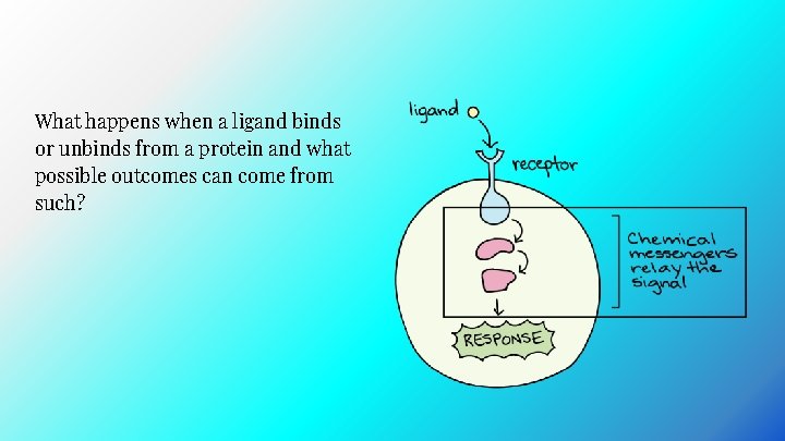 What happens when a ligand binds or unbinds from a protein and what possible What happens when a ligand binds or unbinds from a protein and what possible