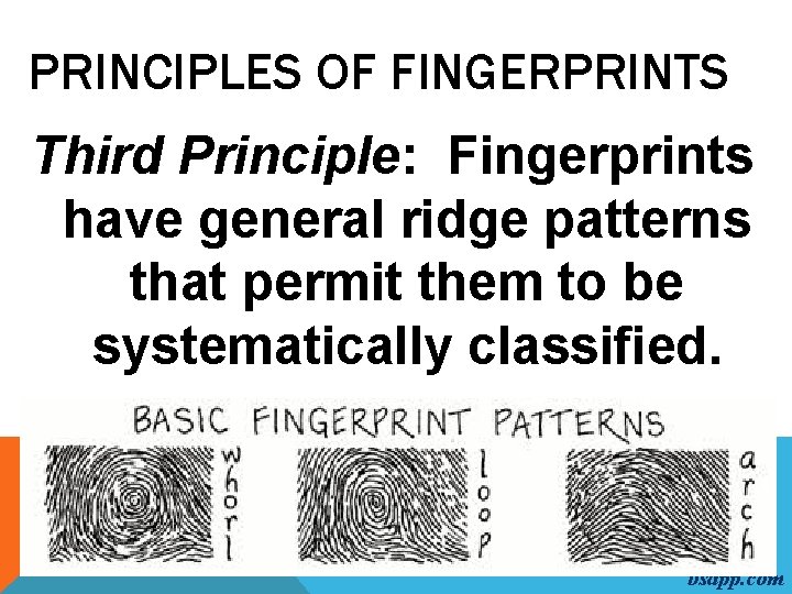 PRINCIPLES OF FINGERPRINTS Third Principle: Fingerprints have general ridge patterns that permit them to
