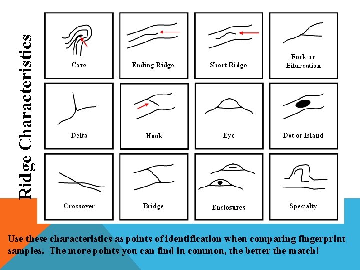 Ridge Characteristics Use these characteristics as points of identification when comparing fingerprint samples. The