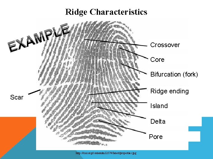 Ridge Characteristics A X E E L MP Crossover Core Bifurcation (fork) Ridge ending