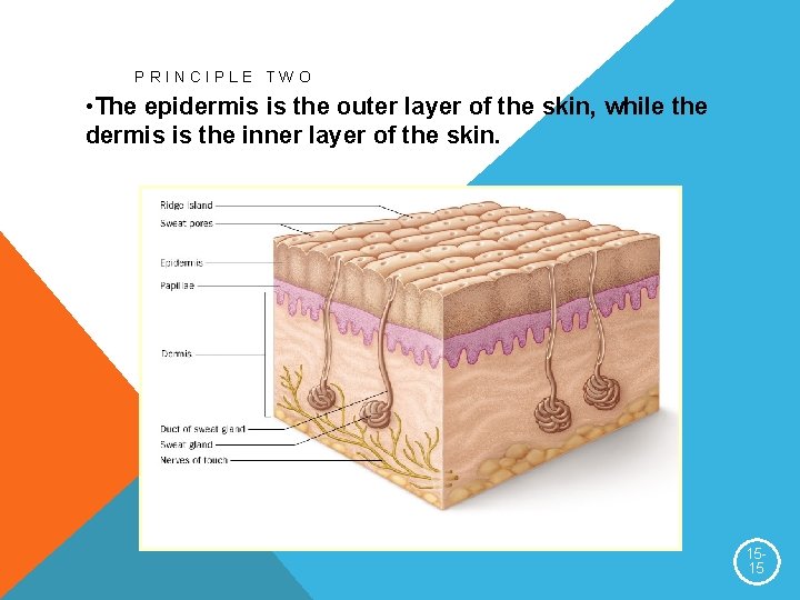 PRINCIPLE TWO • The epidermis is the outer layer of the skin, while the